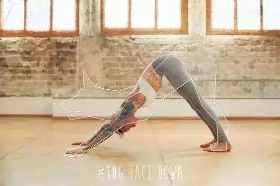 下犬式瘦腿有用吗_能瘦犬腿式下小便吗_下犬式能不能瘦小腿