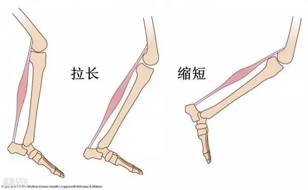 肌肉爆发力_肌肉爆发力是指_肌肉爆发力有关哪两个因素