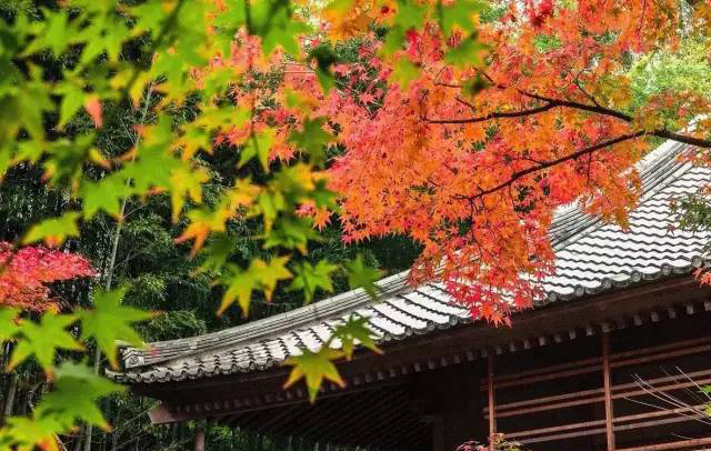 kaiyun官方网app下载app 《把爱还给我》