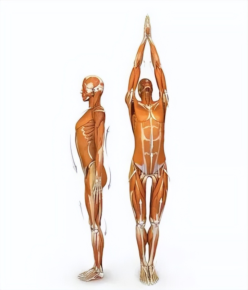 瑜伽练腿的体式有哪些_拜日式序列细节_瑜伽自我练习