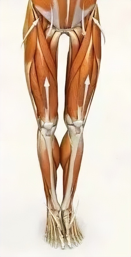 瑜伽练腿的体式有哪些_瑜伽自我练习_拜日式序列细节