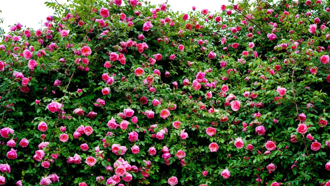 上海园博会_上海园博会2010_上海园博会在哪儿