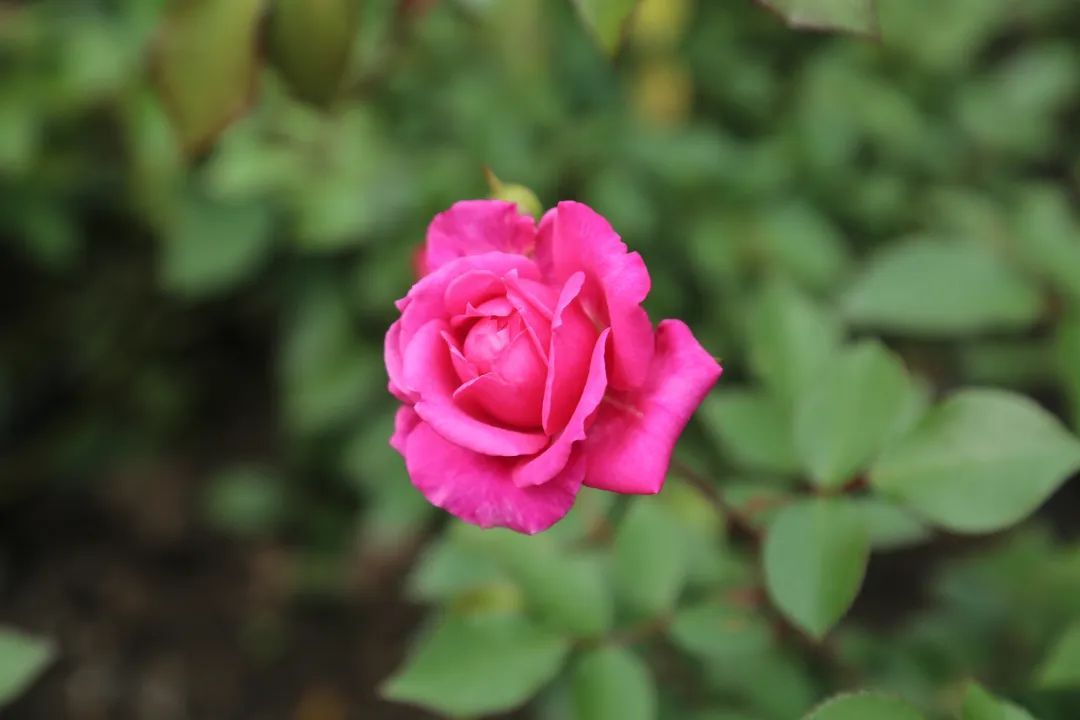 上海园博会在哪儿_上海园博会2010_上海园博会