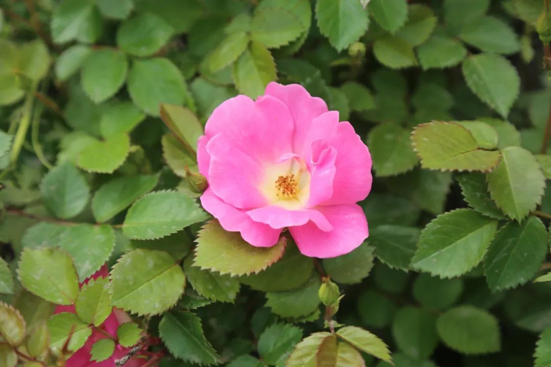 上海园博会在哪儿_上海园博会_上海园博会2010