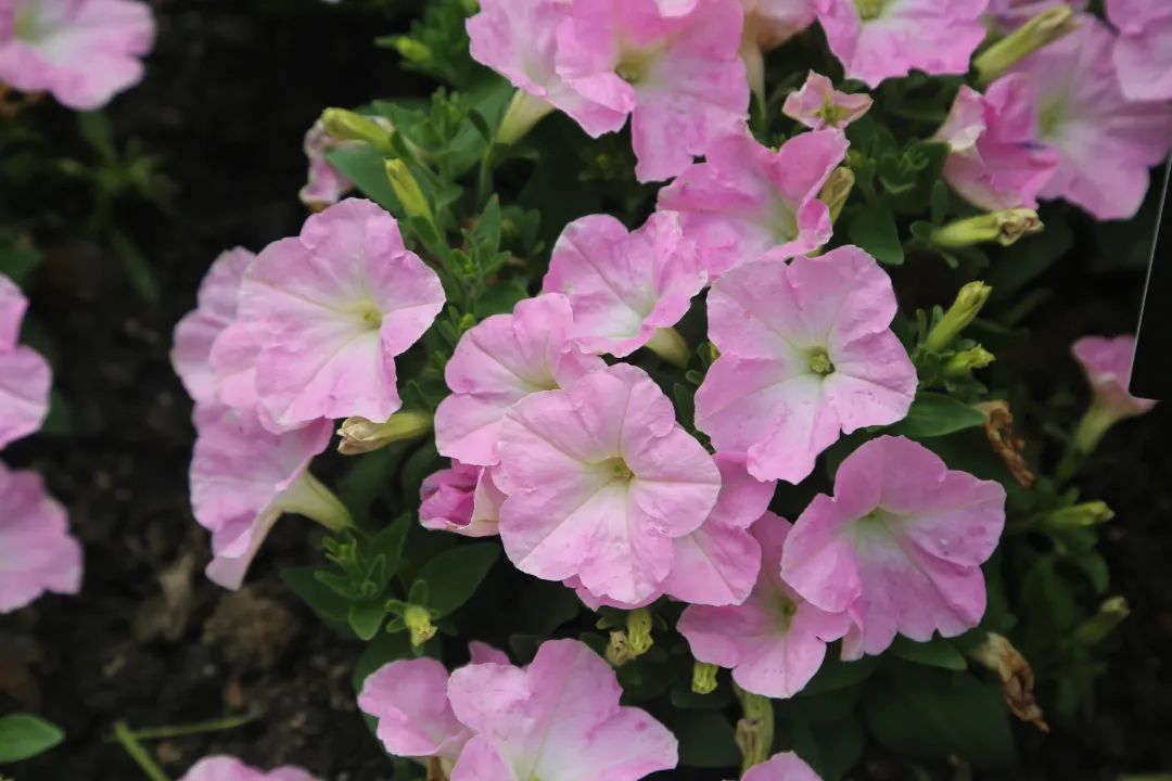 上海园博会_上海园博会2010_上海园博会在哪儿