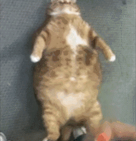 最好的健身手套品牌_手套健身品牌好不好_质量好的健身手套