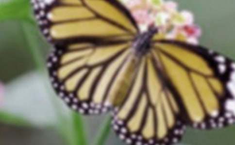 pg电子赏金试玩app 蝴蝶机如何练腹肌