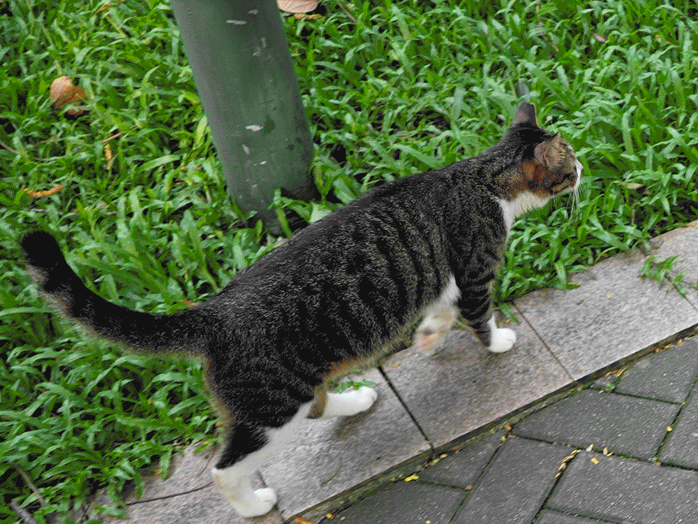 索尼ZV-E1相机体验，选卡、选镜头一文看全_新浪众测