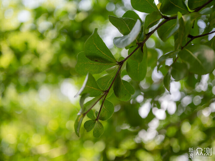 索尼ZV-E1相机体验，选卡、选镜头一文看全_新浪众测