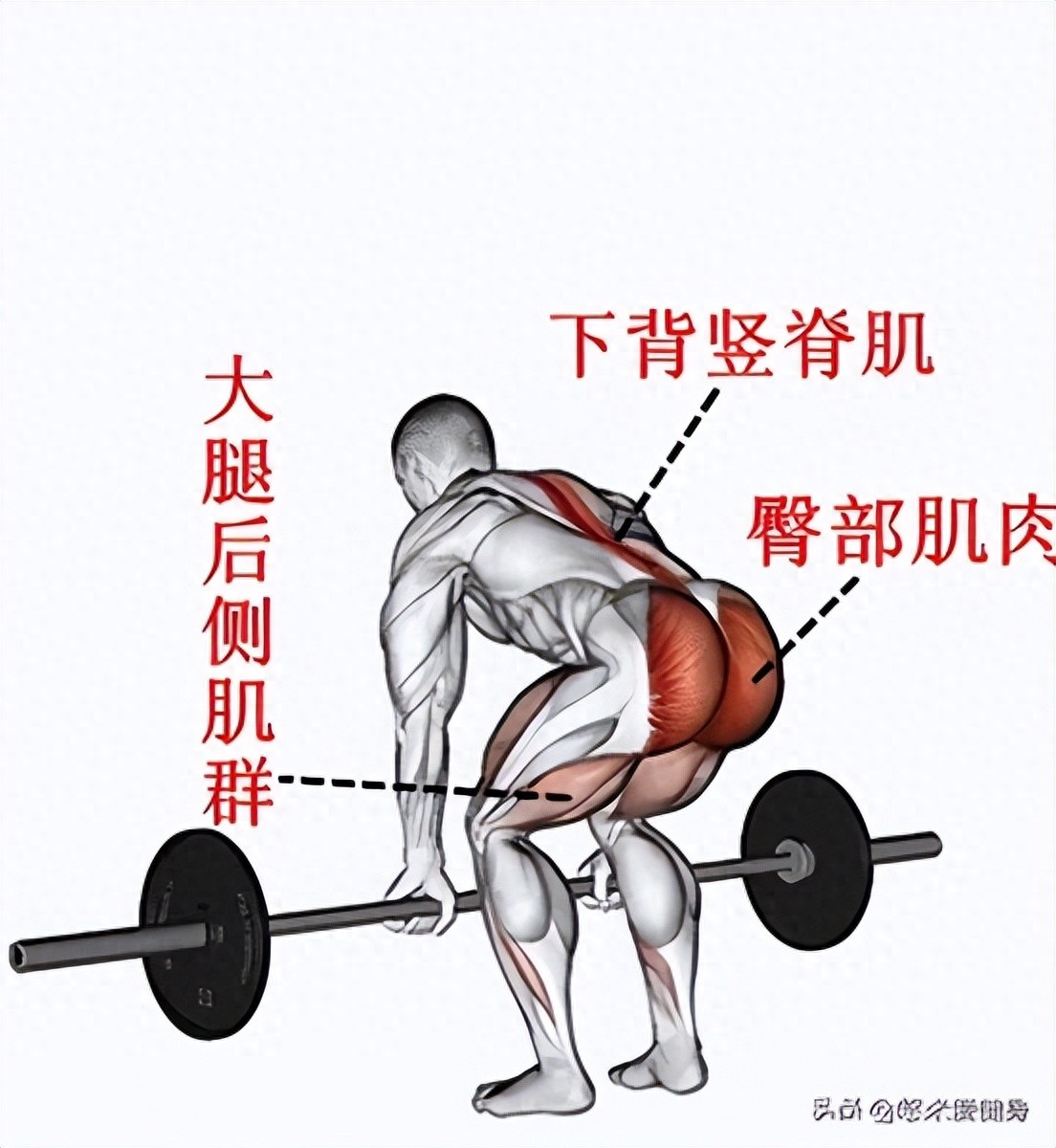 pg电子赏金试玩app 硬拉：健身宝藏动作