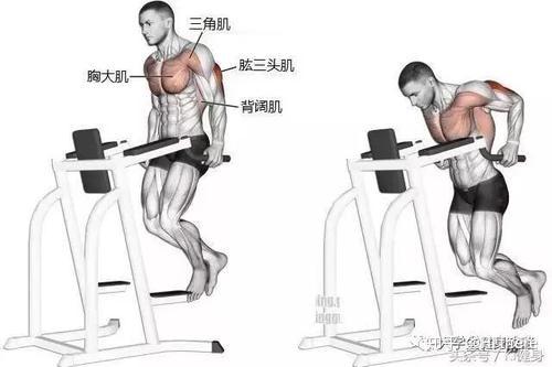 健身解剖词汇学习_健身入门词汇解释_健身手套怎么戴