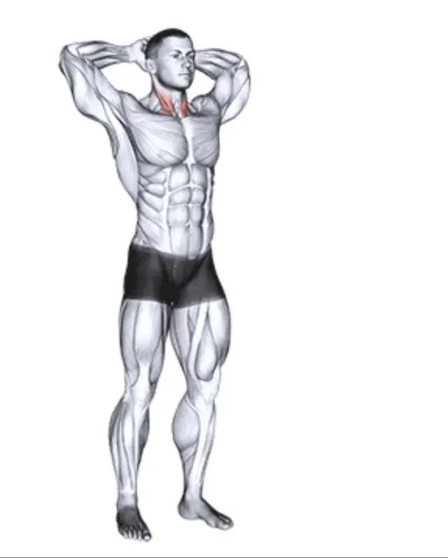 拉伸运动好处_瑜伽拉力带锻炼方法_办公室拉伸动作