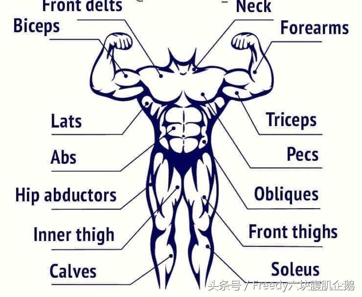 健身肌肉分离度怎么提高_健身计划设计组数次数_个性化健身计划方案