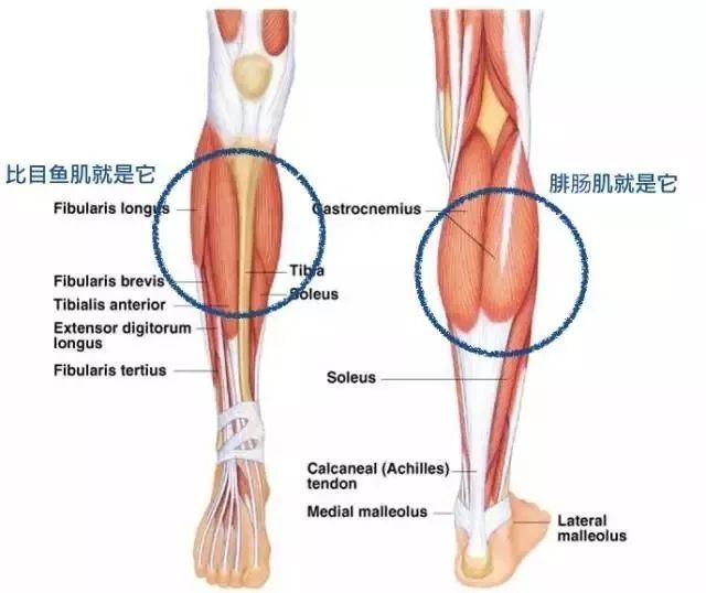 判断肌肉腿脂肪腿水肿腿_瘦小腿不同类型针对性训练_瘦腿操下载