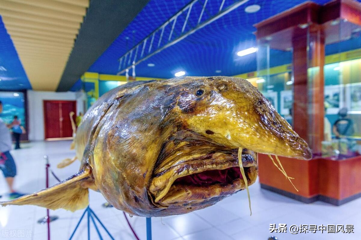 佳木斯旅游攻略_佳木斯市区图_佳木斯景点门票