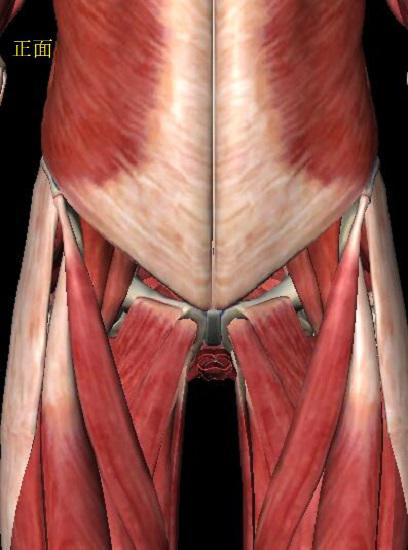 巅峰国际pg平台官网 核心力量训练方法