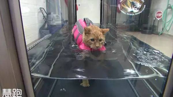 高端跑步机_跑步机 什么牌子好_家用跑步机