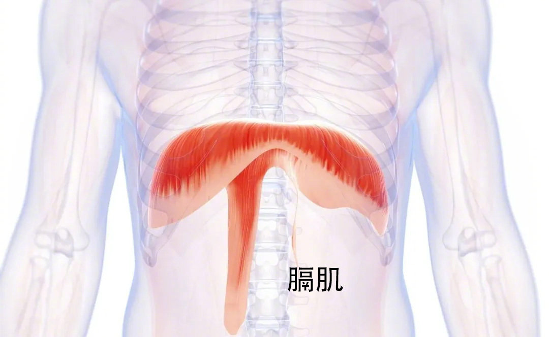 腹式呼吸方法_腹式呼吸法对提高注意力的好处_肚脐呼吸好处