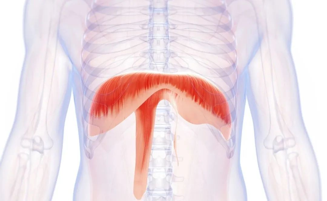 腹式呼吸法对提高注意力的好处_腹式呼吸好处_改善睡眠呼吸法